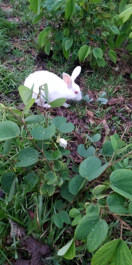 Piękne ogrody i słodki mały królik