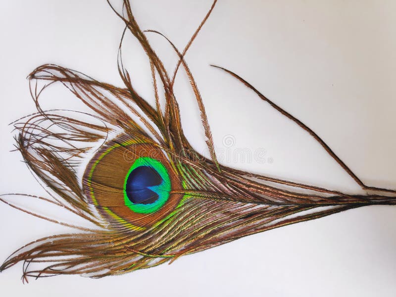 Beautiful peacock feather on white background. Krishnajanmashti. God Krishna . Beautiful peacock feather on white background. Krishnajanmashti. God Krishna .