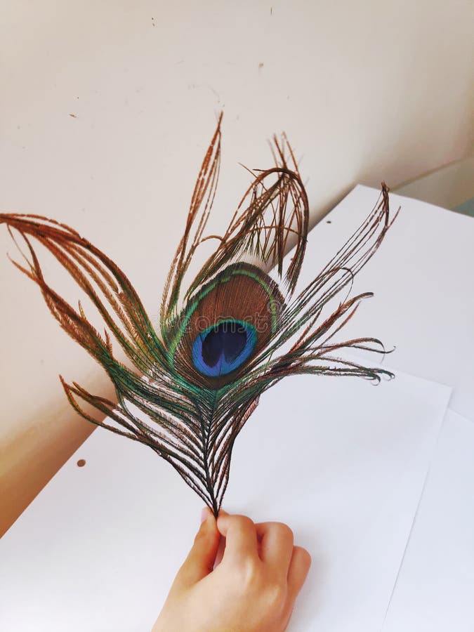 Beautiful peacock feather on white background. Krishnajanmashti. God Krishna . Beautiful peacock feather on white background. Krishnajanmashti. God Krishna .