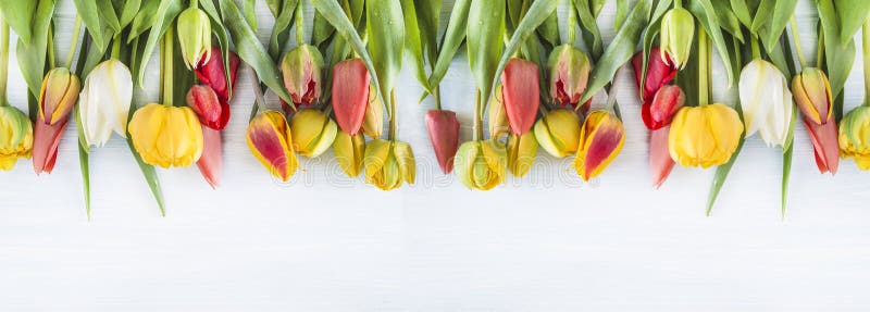 Piękne, wielokolorowe tulipany na białym drewnianym tle