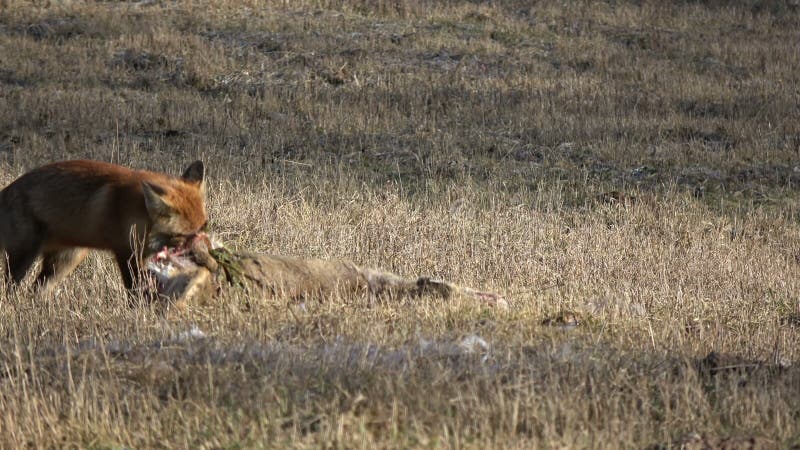 Pięknego czerwonego lisa Vulpes ciągnienia chwyta roe rogacza nieżywy carrion na polu