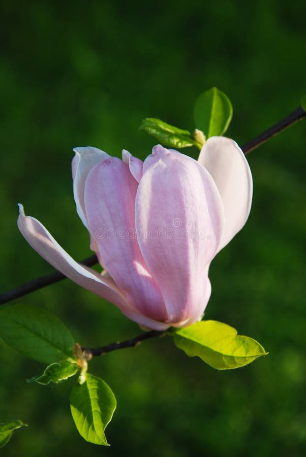 Pięknego magnoliowego kwiatu Magnoliowy Magnoliowy kwiat obrazy royalty free Pięknego magnoliowego kwiatu Magnoliowy Magnoliowy kwiat obrazy royalty free