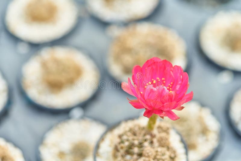 Pięknej kwitnienie pustyni kaktusowy kwiat w garnku przy ogródem, Selekcyjna ostrość kwitnie kaktusa w naturalnym czerwony kwiat zdjęcie royalty free Pięknej kwitnienie pustyni kaktusowy kwiat w garnku przy ogródem, Selekcyjna ostrość kwitnie kaktusa w naturalnym czerwony kwiat zdjęcie royalty free