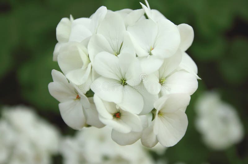 Piękni biali kwiaty kwitną w ogródzie