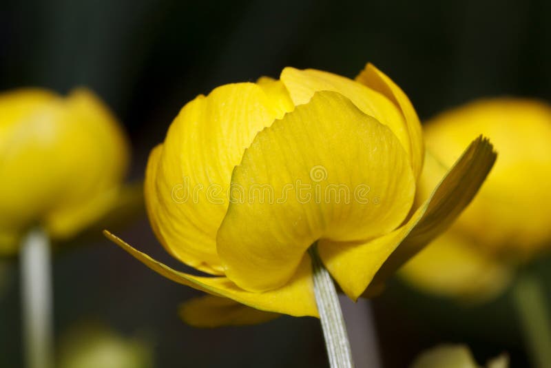 Piękni globeflowers r na wiosny łące Trollius europaeus zdjęcia royalty free Piękni globeflowers r na wiosny łące Trollius europaeus zdjęcia royalty free