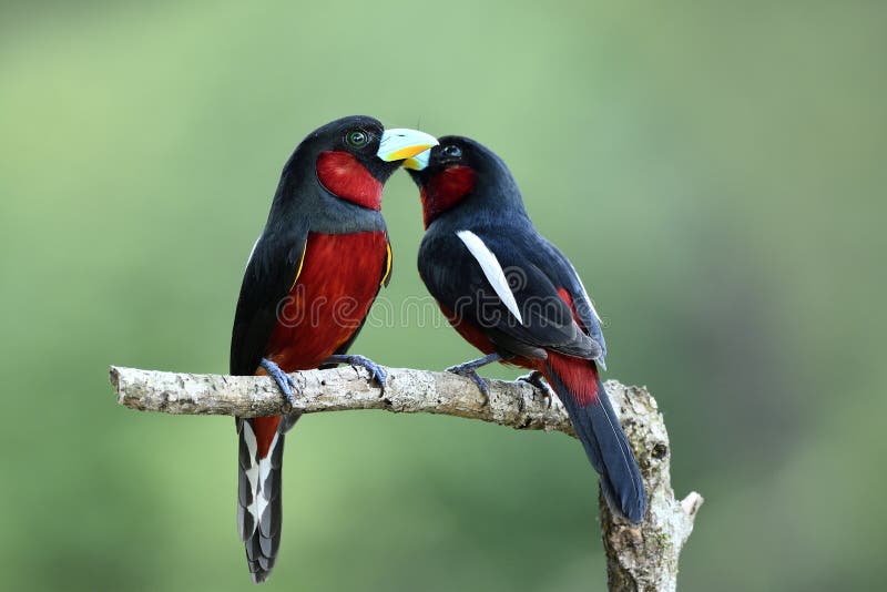 Piękni ptaki w miłości, rewolucjonistki broadbill & x28; Cymbirhynchus