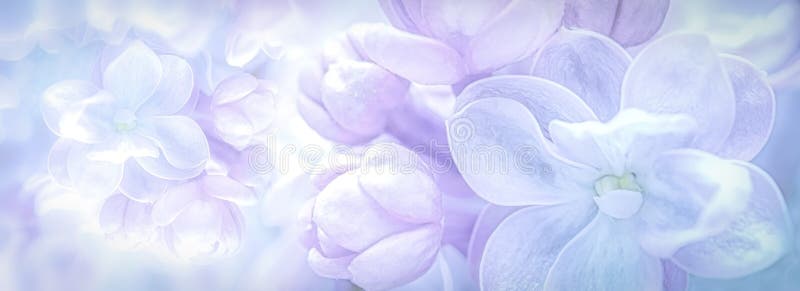 Piękni purpurowi lili kwiaty kwitną gałęziastego panoramy tło miękkie ogniska, Powitanie prezenta karty szablon Pastelu stonowany fotografia royalty free