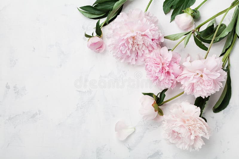 Piękni różowi peonia kwiaty na bielu stole z kopii przestrzenią dla twój odgórnego widoku teksta mieszkania i kłaść styl