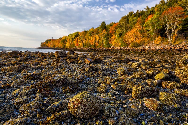 Piękni spadków kolory Acadia park narodowy w Maine obraz stock Piękni spadków kolory Acadia park narodowy w Maine obraz stock