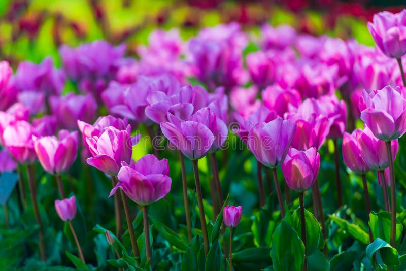Piękni wiosna kwiaty w Keukenhof ogródzie, Holandia zdjęcia stock Piękni wiosna kwiaty w Keukenhof ogródzie, Holandia zdjęcia stock