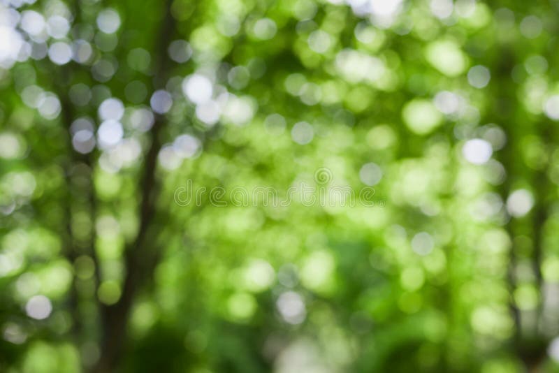 Piękni zamazani lat drzewa w parku, naturalny zielony bokeh tło