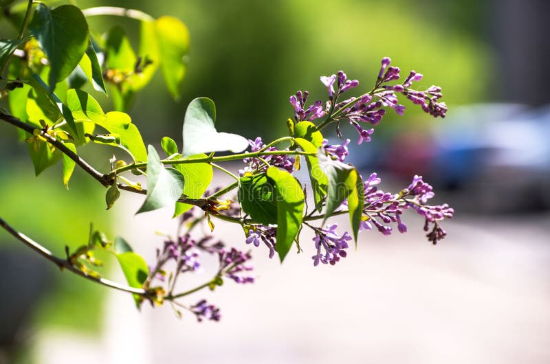 Piękni świezi purpurowi fiołków kwiaty Zamyka up purpurowi kwiaty Wiosna kwiat, gałąź bez obrazy stock Piękni świezi purpurowi fiołków kwiaty Zamyka up purpurowi kwiaty Wiosna kwiat, gałąź bez obrazy stock