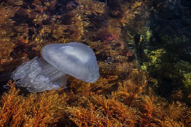 Piękno Czarny morze Morski życie meduza Morze Woda gili Indonesia wyspy lombok meno blisko dennego żółwia underwater światu meduz obraz stock Piękno Czarny morze Morski życie meduza Morze Woda gili Indonesia wyspy lombok meno blisko dennego żółwia underwater światu meduz obraz stock