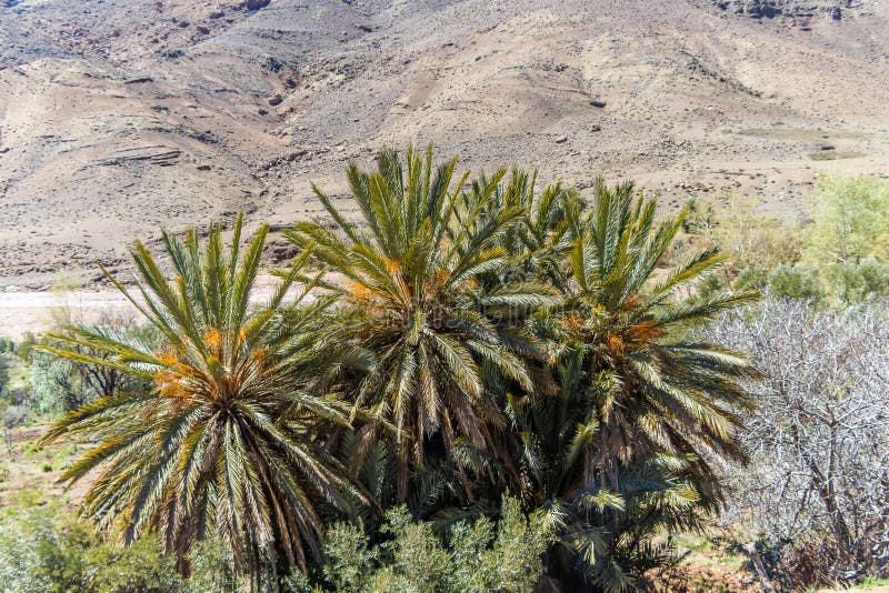 Scenic Beauty of Ait Ibourk Oasis: Palm Trees and Mountains. Scenic Beauty of Ait Ibourk Oasis: Palm Trees and Mountains