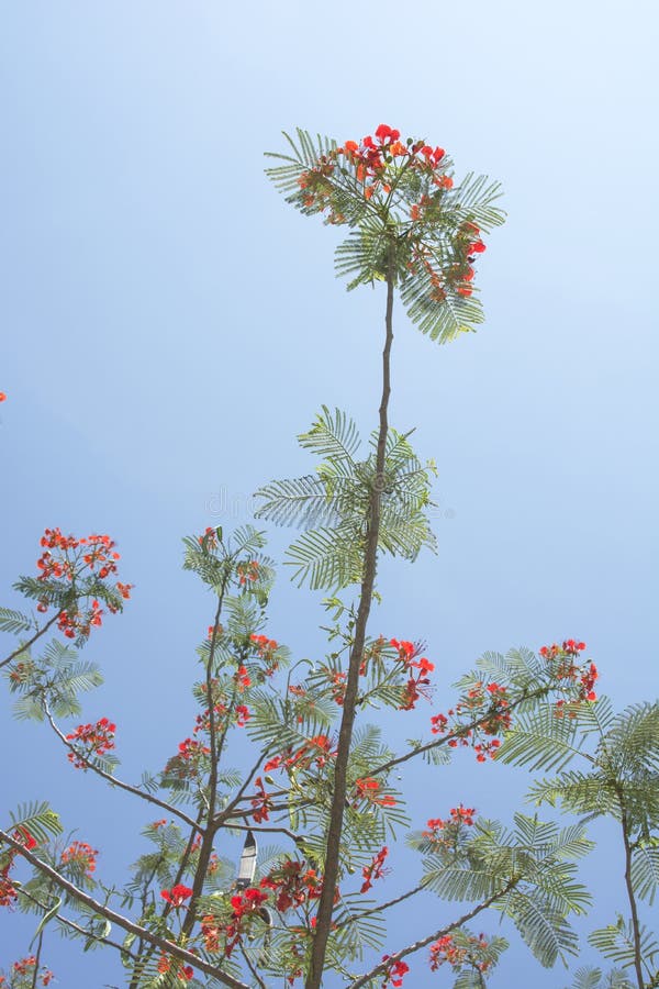 Piękny akacja kwiatów Delonix Regia drzewo kwitnie z błękitem zdjęcie stock Piękny akacja kwiatów Delonix Regia drzewo kwitnie z błękitem zdjęcie stock