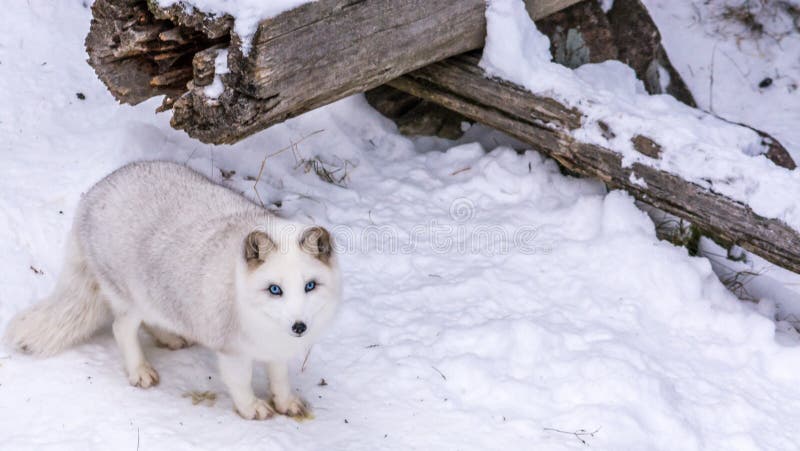 Piękny Arktyczny Fox z pięknymi niebieskimi oczami świat obraz stock Piękny Arktyczny Fox z pięknymi niebieskimi oczami świat obraz stock