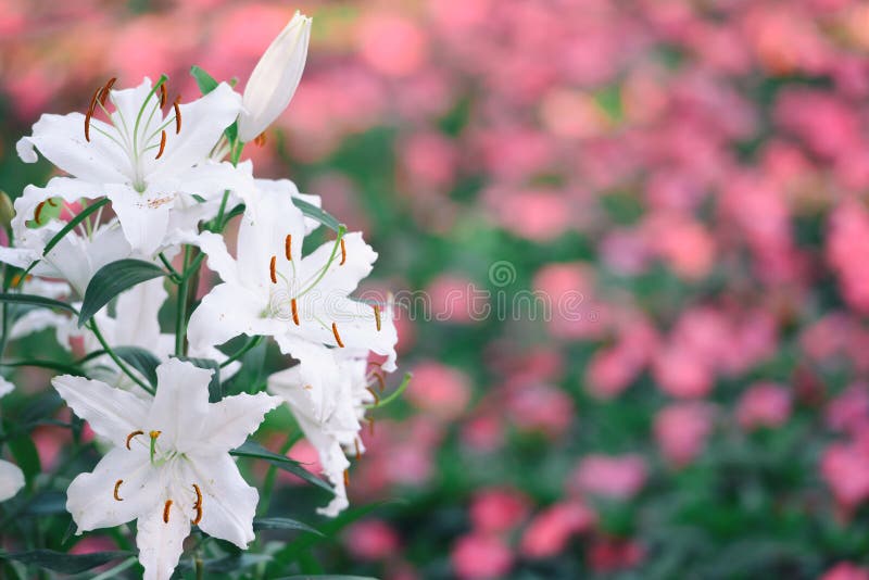 Beautiful white lily flower in the garden white pink bokeh by other flower in background. Beautiful white lily flower in the garden white pink bokeh by other flower in background