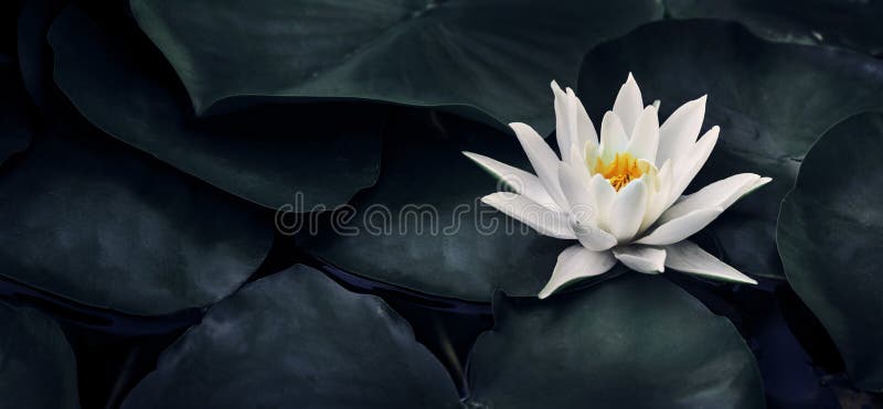 Piękny biały lotosowego kwiatu zbliżenie Egzotyczny wodnej lelui kwiat na ciemnozielonych liściach Sztuki pięknej pojęcia natury
