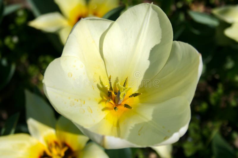 Piękny biały tulipan fotografia royalty free Piękny biały tulipan fotografia royalty free