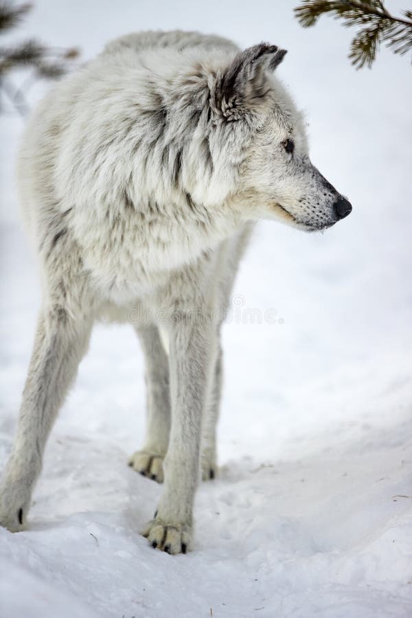 Piękny biały wilk w Yellowstone przyglądający dobro obrazy stock Piękny biały wilk w Yellowstone przyglądający dobro obrazy stock
