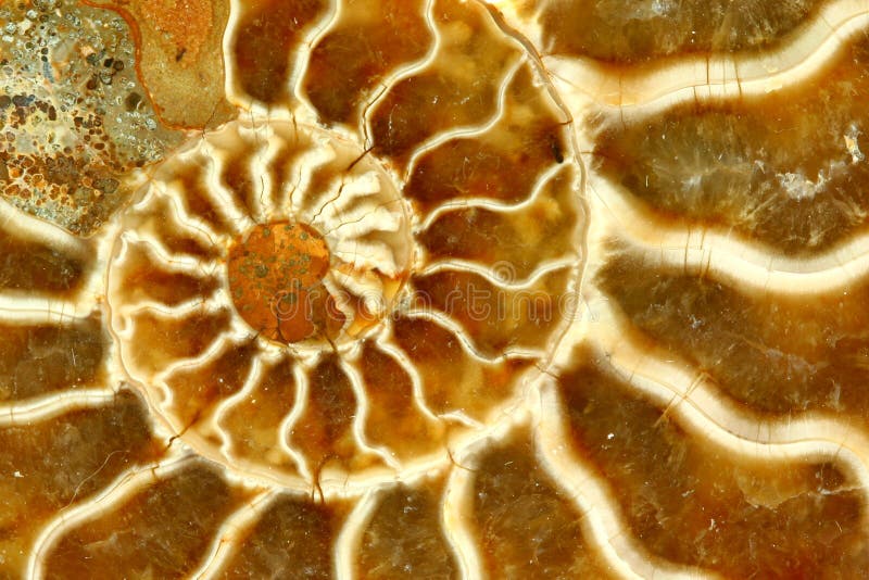 Macro Close-up of a Nautilus Fossil. Macro Close-up of a Nautilus Fossil