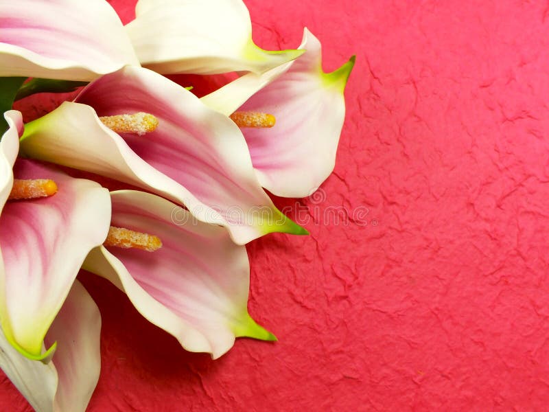 Beautiful calla lily flower on pink background. Beautiful calla lily flower on pink background