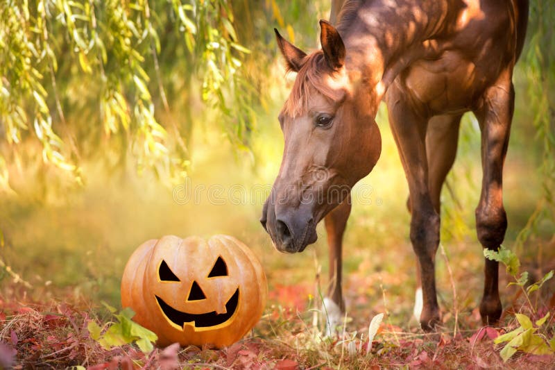 Piękny czerwony koń i halloweenowa dynia obraz royalty free Piękny czerwony koń i halloweenowa dynia obraz royalty free