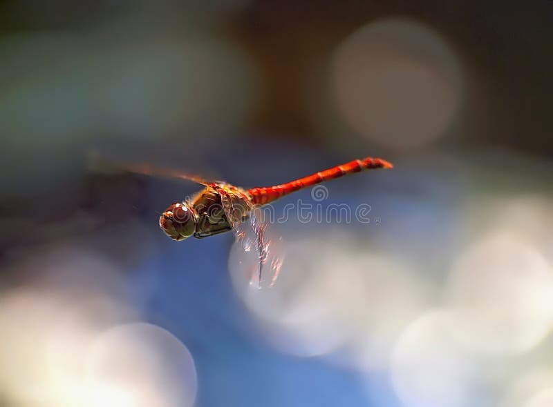 Piękny czerwony latający wrzosowiskowy dragonfly obrazy stock Piękny czerwony latający wrzosowiskowy dragonfly obrazy stock