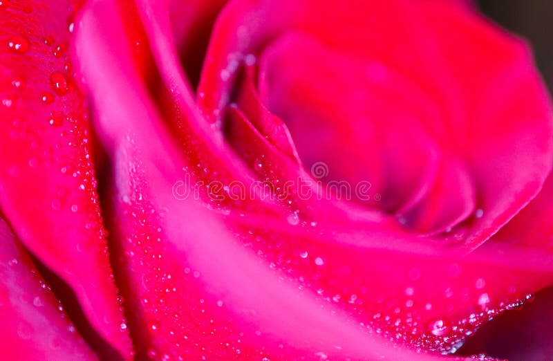 Piękny delikatny czerwieni róży kwiatu płatek z rosa deszczem opuszcza mac obraz stock Piękny delikatny czerwieni róży kwiatu płatek z rosa deszczem opuszcza mac obraz stock