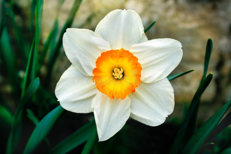 Piękny delikatny, pojedynczy biały płatka daffodil kwiat z, złotym, pomarańczowym i żółtym centre, obrazy royalty free Piękny delikatny, pojedynczy biały płatka daffodil kwiat z, złotym, pomarańczowym i żółtym centre, obrazy royalty free