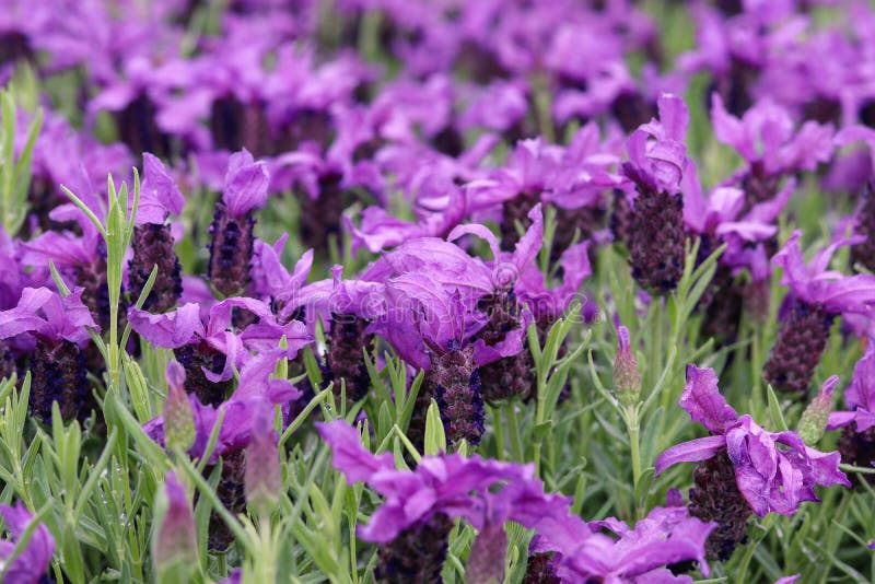 Piękny francuskiej lawendy, lavandula pedunculata lub uprawiamy ogródek obrazy stock Piękny francuskiej lawendy, lavandula pedunculata lub uprawiamy ogródek obrazy stock