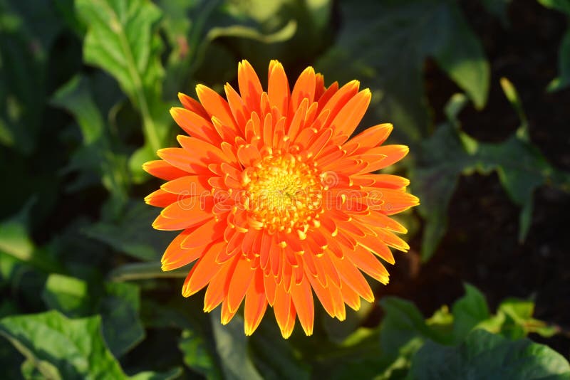 Piękny gerbera kwiat w ogródzie obraz stock Piękny gerbera kwiat w ogródzie obraz stock
