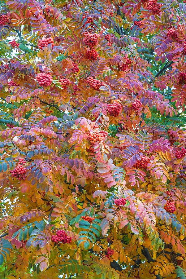 Piękny halny ashor rown drzewo z czerwonymi jagodami i stubarwnymi liśćmi na jesieni
