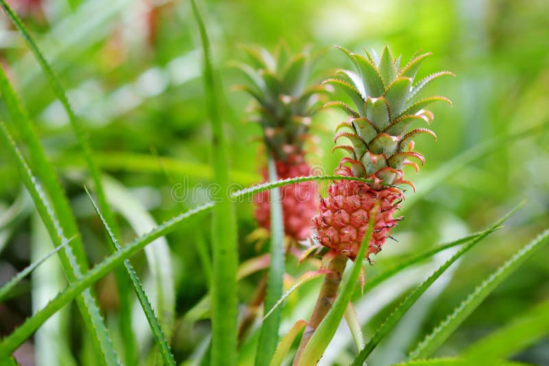 Beautiful dwarf pineapple in natural environment in Tropical Botanical Garden of the Big Island of Hawaii. Lush tropical vegetation of the islands of Hawaii, USA. Beautiful dwarf pineapple in natural environment in Tropical Botanical Garden of the Big Island of Hawaii. Lush tropical vegetation of the islands of Hawaii, USA