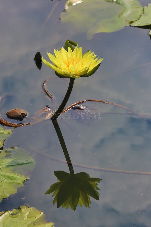 Piękny koloru żółtego waterlily kwiat z odbicia kwitnieniem w stawie obraz stock Piękny koloru żółtego waterlily kwiat z odbicia kwitnieniem w stawie obraz stock