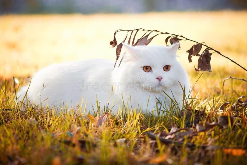 Piękny kot Angora