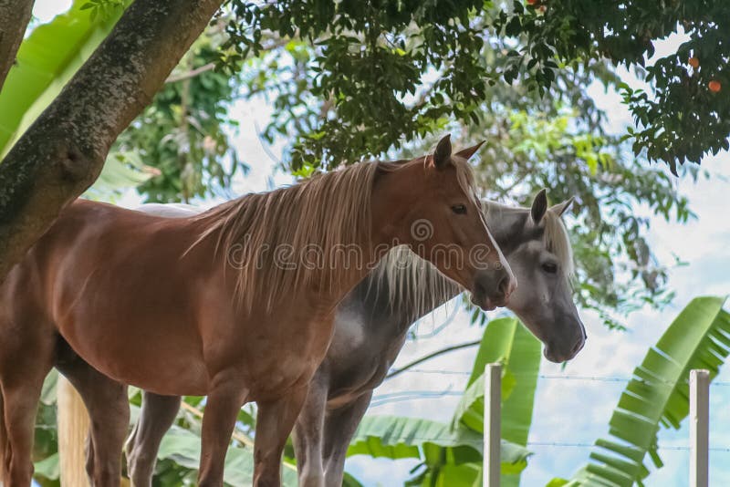 Piękny koń w rancho zdjęcia stock Piękny koń w rancho zdjęcia stock