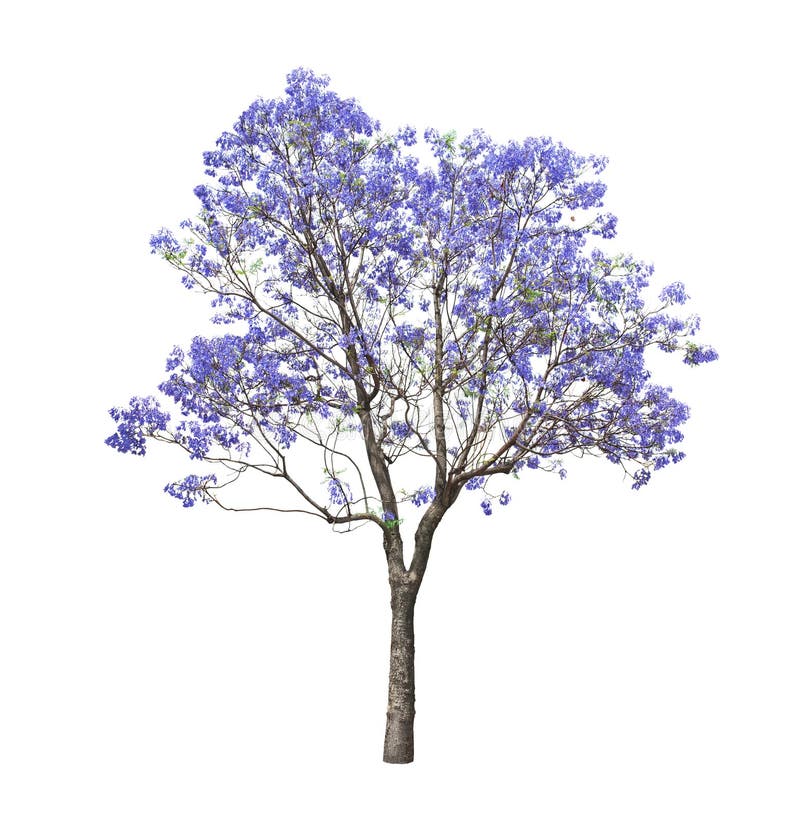 Piękny kwitnący Jacaranda drzewo zdjęcia stock
