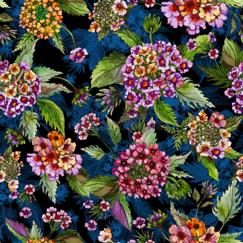 Piękny lantana kwitnie z zielonymi liśćmi na czarnym i błękitnym tle bezszwowy kwiecisty wzoru adobe korekcj wysokiego obrazu pho ilustracji Piękny lantana kwitnie z zielonymi liśćmi na czarnym i błękitnym tle bezszwowy kwiecisty wzoru adobe korekcj wysokiego obrazu pho ilustracji