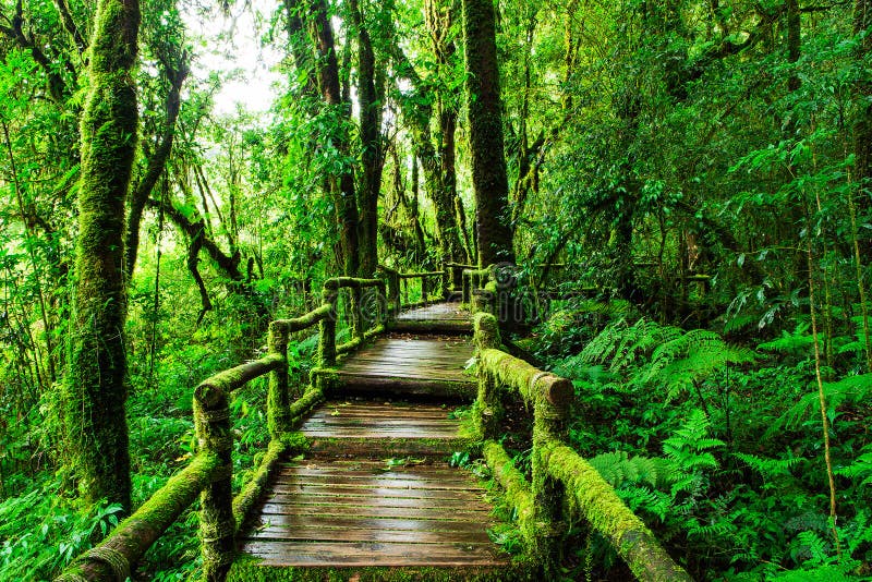 Piękny las tropikalny przy ang ka natury śladem