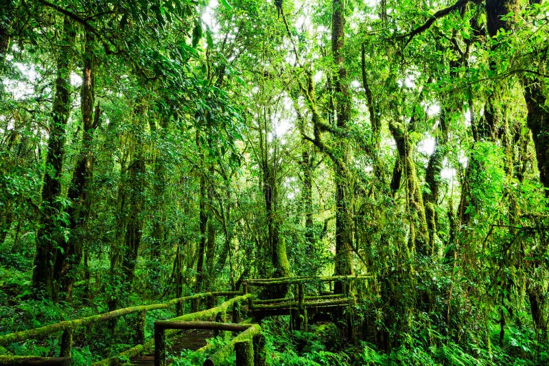 Piękny las tropikalny przy ang ka natury śladem