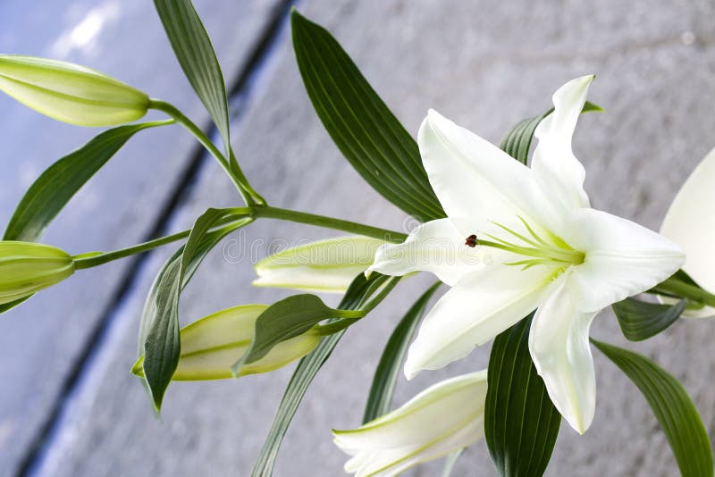 Beautiful lilies close-up in a bouquet. A little white lily close-up. Beautiful lilies close-up in a bouquet. A little white lily close-up.