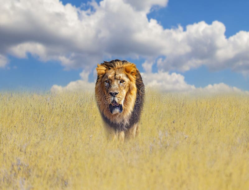 Piękny lew w złotej trawie sawanna w Afryka Za one jest niebieskie niebo r