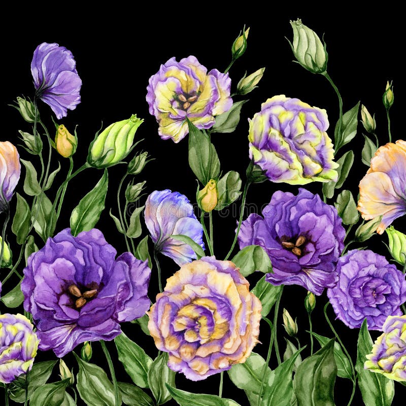 Piękny lisianthus kwitnie z zielonymi liśćmi na czarnym tle bezszwowy kwiecisty wzoru adobe korekcj wysokiego obrazu photoshop il ilustracji