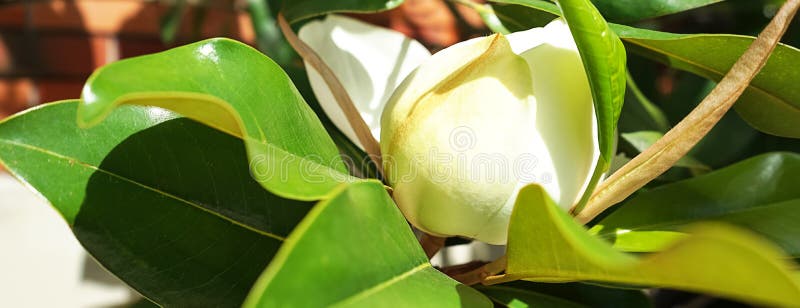 Piękny magnoliowy kwiatu pączek na drzewie z zielonymi liśćmi na mieści ogród Wiosny lata pojęcie z białym magnoliowym okwitnięci obrazy royalty free Piękny magnoliowy kwiatu pączek na drzewie z zielonymi liśćmi na mieści ogród Wiosny lata pojęcie z białym magnoliowym okwitnięci obrazy royalty free