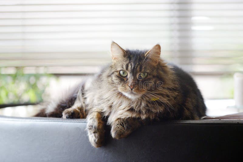 Piękny Maine Coon zwierzęcia domowego kot zdjęcia royalty free Piękny Maine Coon zwierzęcia domowego kot zdjęcia royalty free