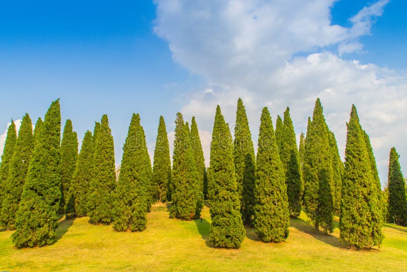Piękny mały wzgórze krajobraz z wysokimi sosnami na zielonej trawy polu i niebieskie niebo biel chmurniejemy tło Juniperus chinen obraz stock Piękny mały wzgórze krajobraz z wysokimi sosnami na zielonej trawy polu i niebieskie niebo biel chmurniejemy tło Juniperus chinen obraz stock