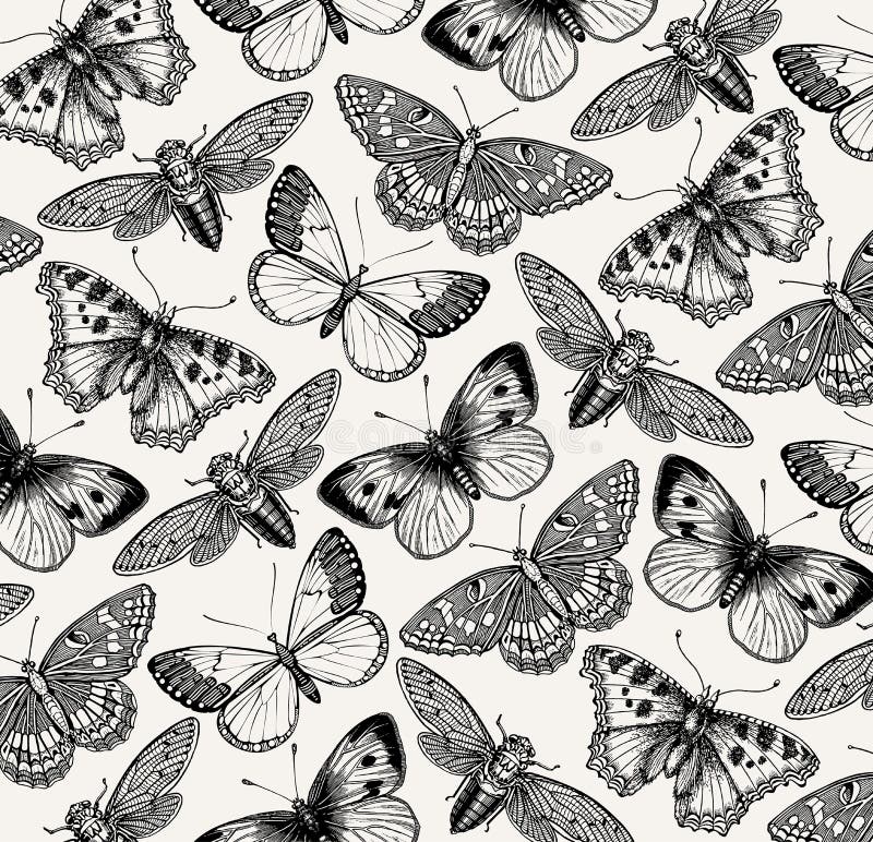 Piękny motyl, cykada i insekt, Antykwarskie Zwierzęce ilustracje fauny Rysunkowy rytownictwo tła kolorowy projekta wzoru zawijas
