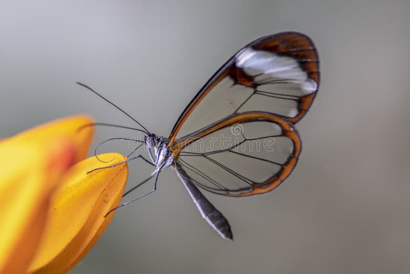 Piękny motyl Glasswing Greta w letnim ogrodzie na pomarańczowym kwiacie W lasach deszczowych amazonu w Ameryce Południowej