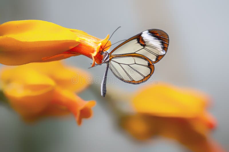 Piękny motyl Glasswing Greta w letnim ogrodzie na pomarańczowym kwiacie W lasach deszczowych amazonu w Ameryce Południowej Presi